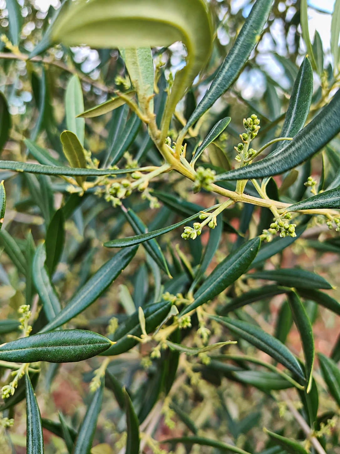 Cultivo y olivar Alma AOVE