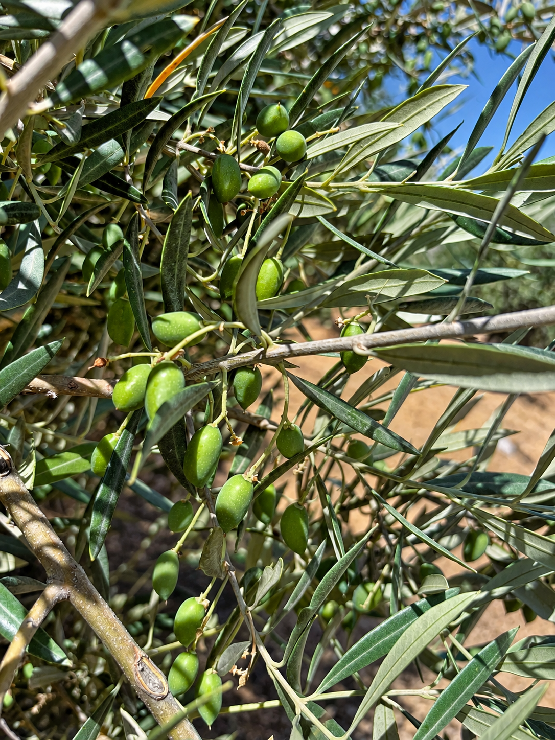 Proceso de elaboración de ALMA AOVE